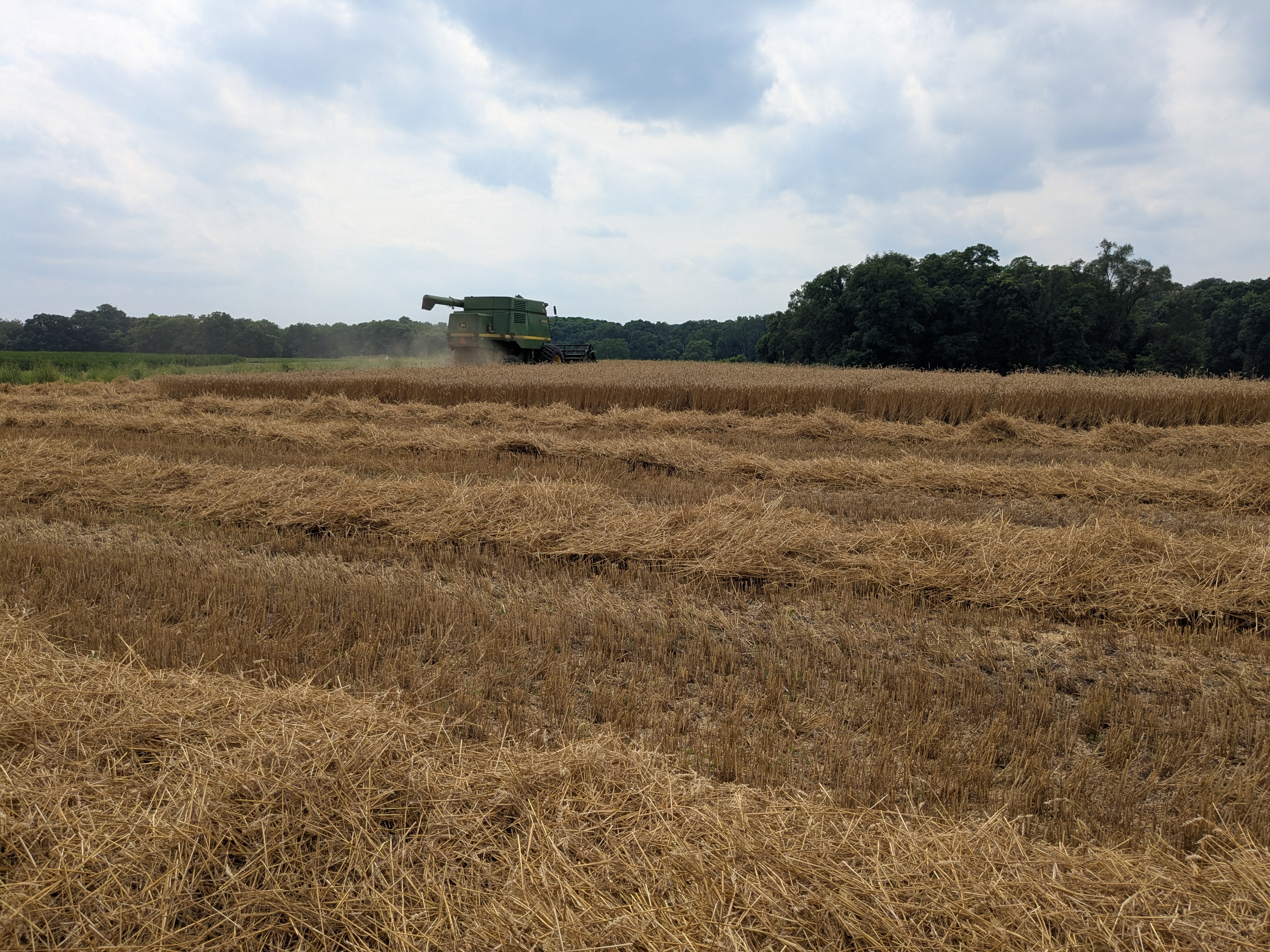 A harvested wheat field. 